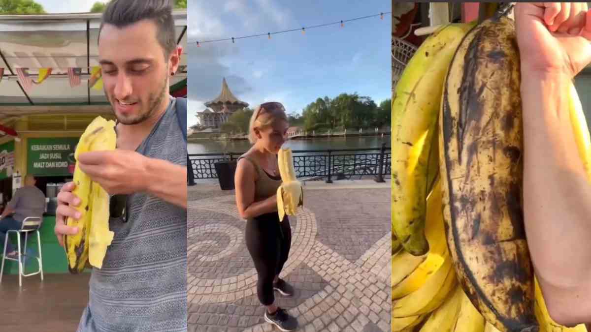 This Video Of The Largest Banana Species Weighing 3 Kg Will Leave You Saying ‘This Is Bananas!’ 