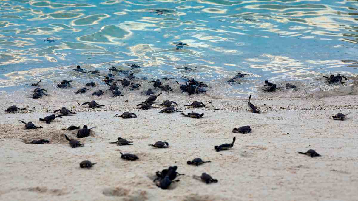 Tamil Nadu Beaches Are Buzzing With Baby Turtles; 25,000 Turtle Hatchlings Released