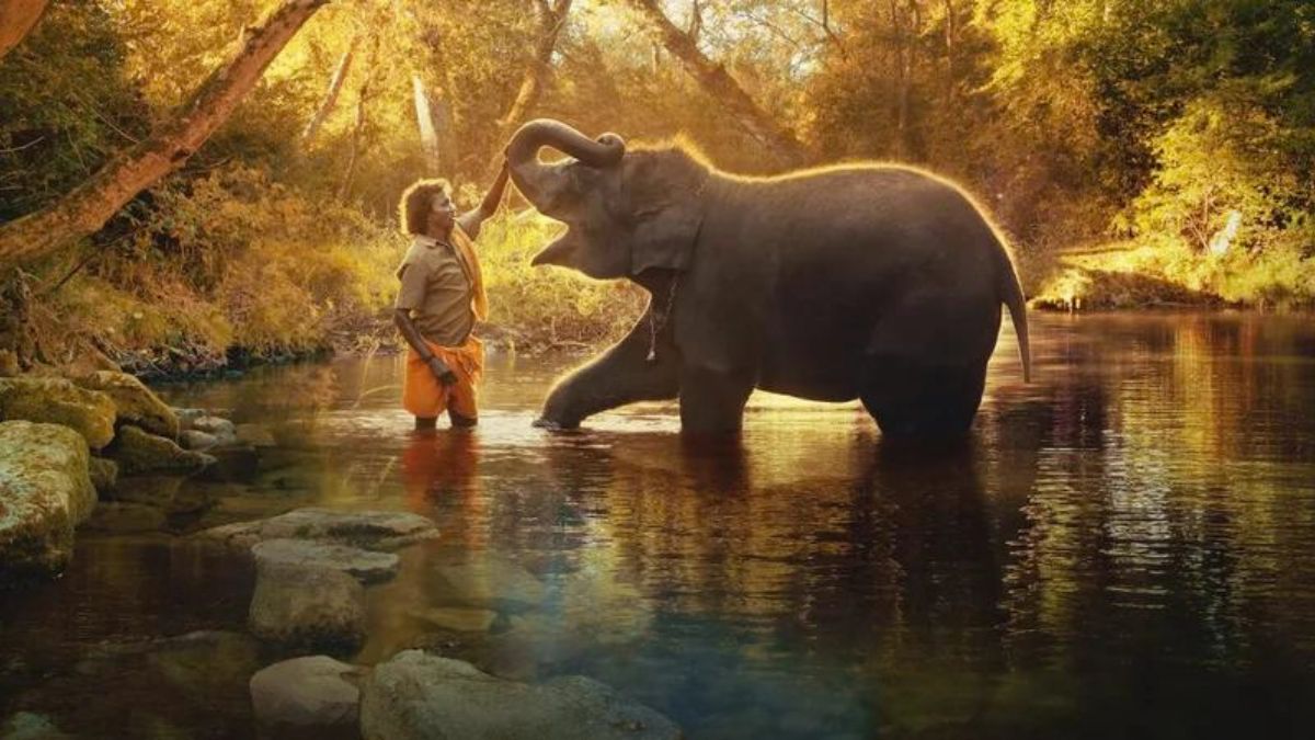 Elephant Whisperers Wins An Oscar For Best Documentary. Here's All ...