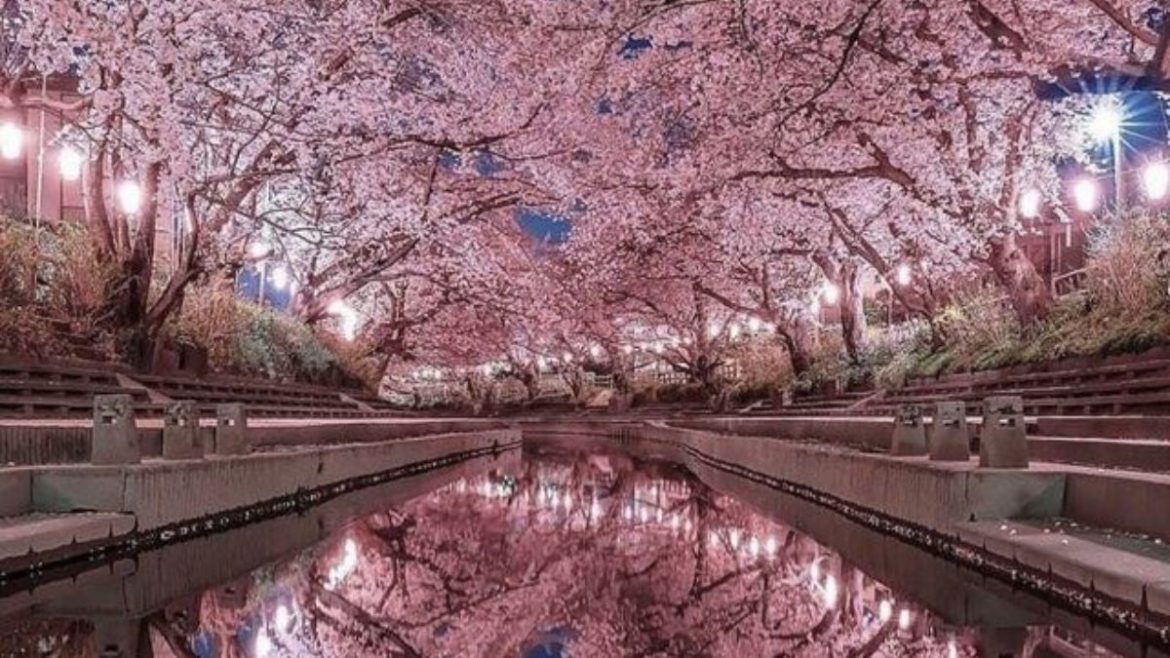 Japan's cherry blossom