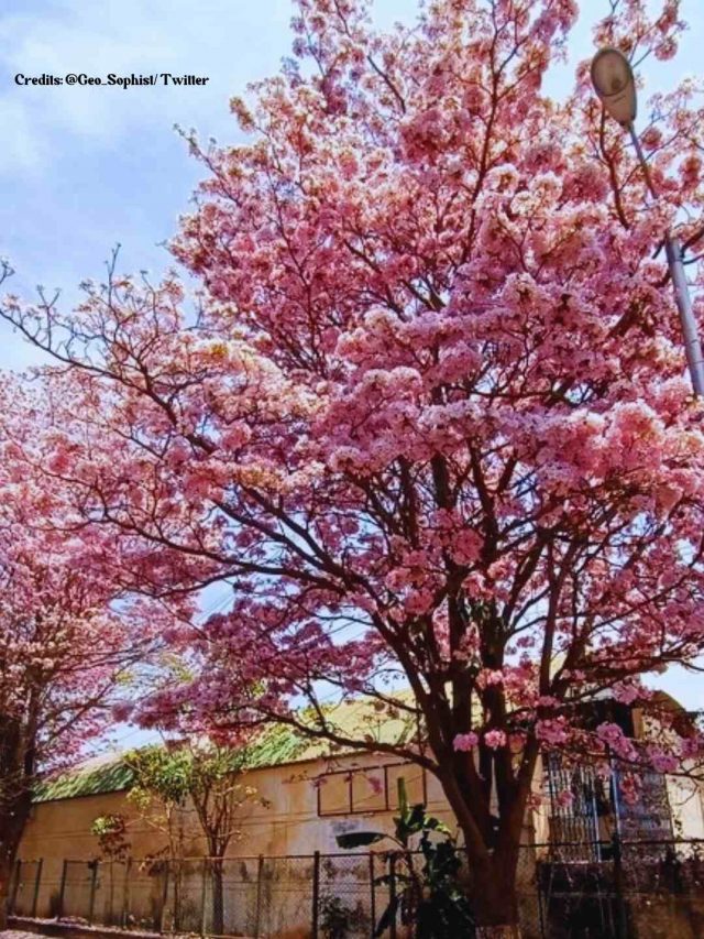 7 Pics Of Bangalore’s Cherry Blossoms To Bless Your Feed