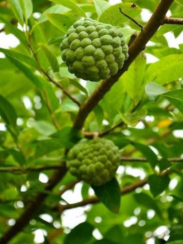 What Is Custard Apple? Here Are A Few Benefits & Ways To Include This