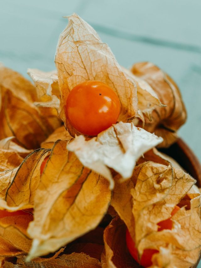 peruvian groundcherry benefits