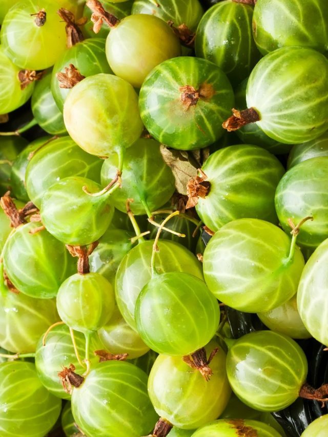 gooseberries