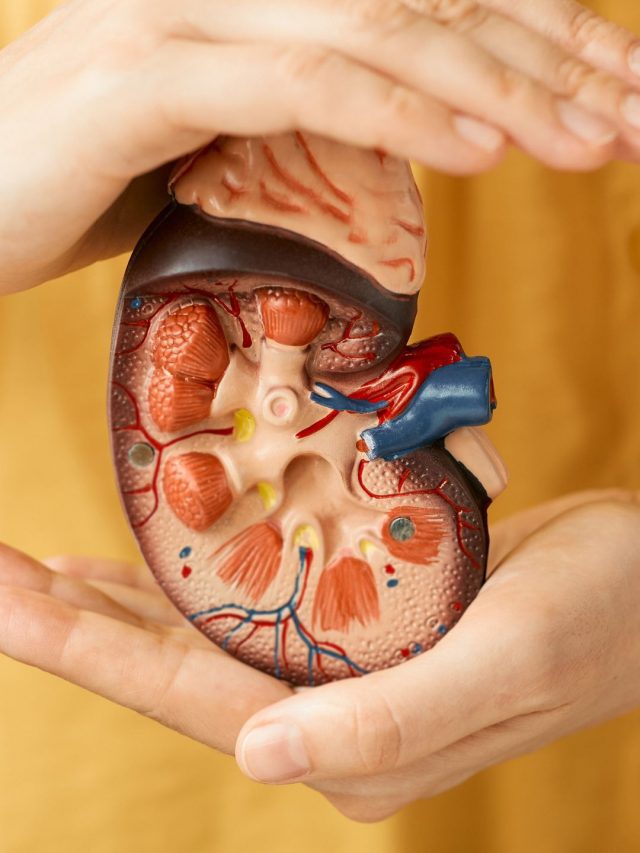 kidney
