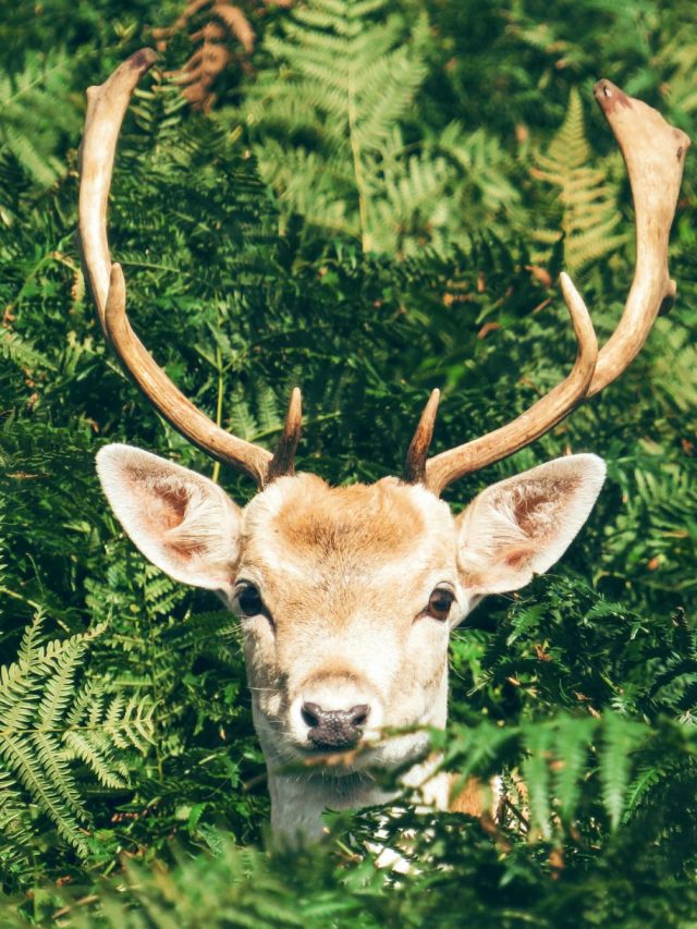 wildlife