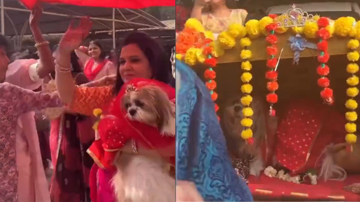 Mere Dog Ki Shaadi Hai: This Twitter Video Of Dogs Getting Married Is This Cutest Thing You’ll See. Pawmise!