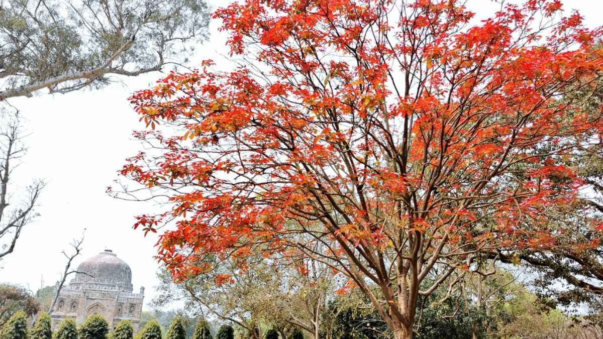 Delhi’s Lodhi Gardens Is Blooming With Gorgeous Red Kusum Trees & We’re In Love