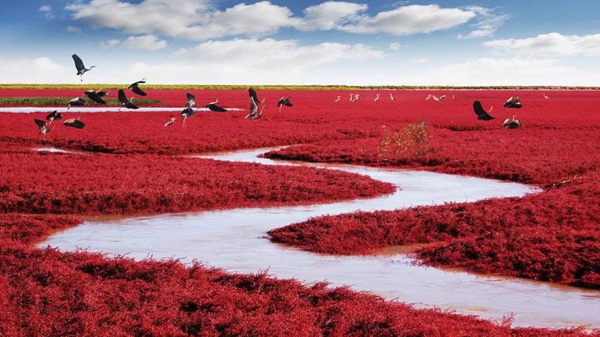 This Beach In China Is Red With No Sand And Looks Straight Out Of A Dream