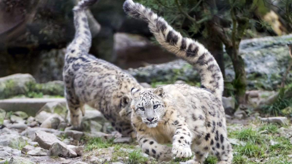 Watch As The Agile Snow Leopard Hunts Its Prey Along A Steep Slope ...