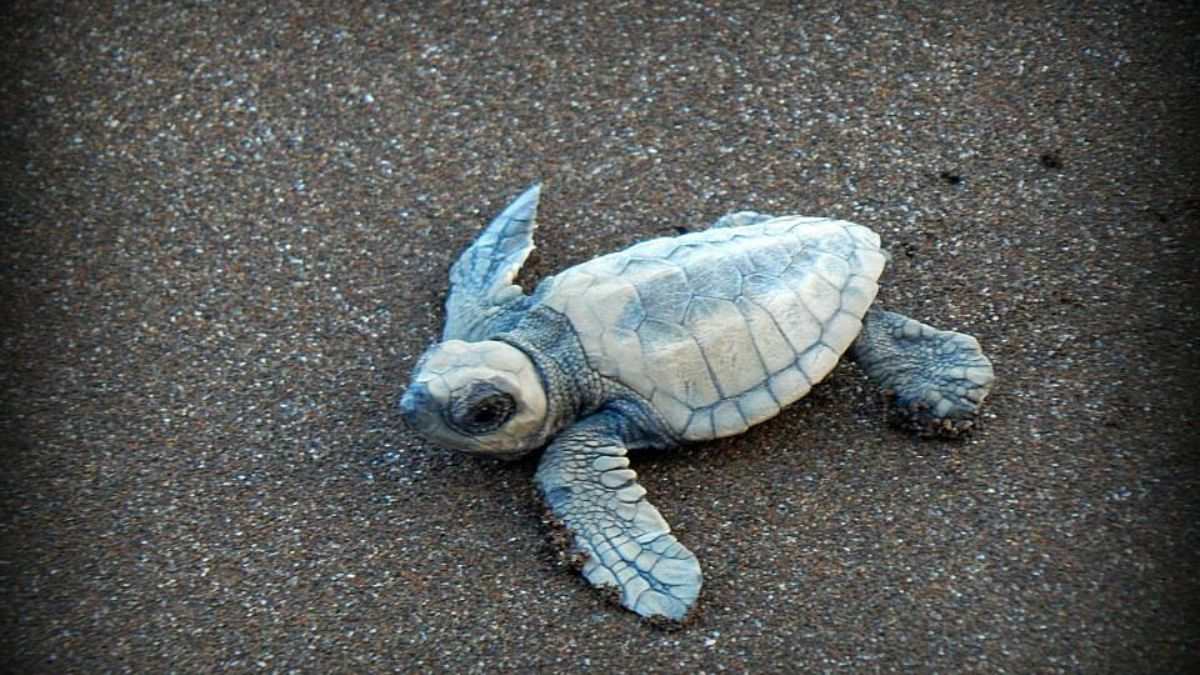 Witness Baby Turtles Being Released Into The Sea At The Velas Turtle Festival 2023 On Maharashtra’s Konkan Belt