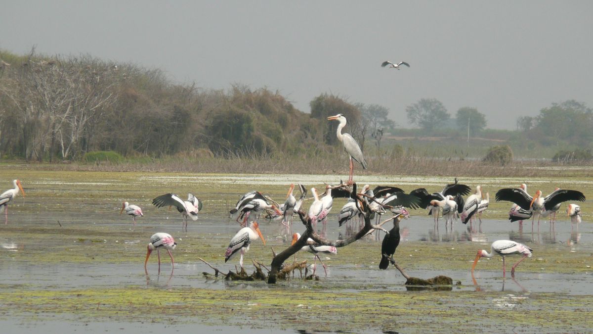 udhwa bird sanctuary
