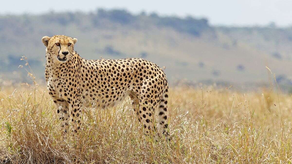 After The Death Of 2 Cheetahs, MP Asks For Alternative Site For Cheetahs From Centre