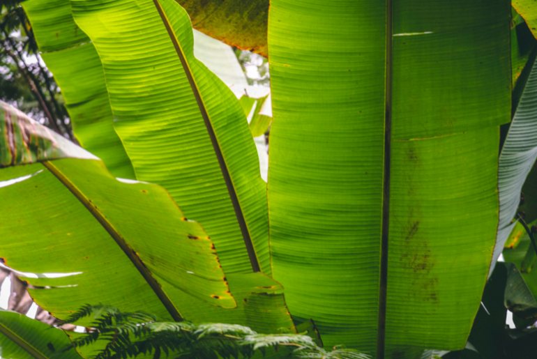 From Steaming To Eating Off Them, Here Are The 8 Benefits Of Banana Leaves!