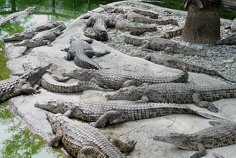 crocodile park