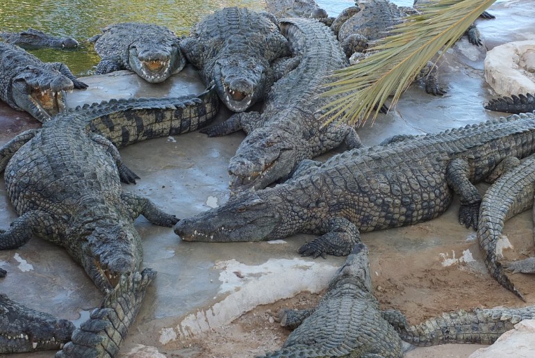Dubai Crocodile Park