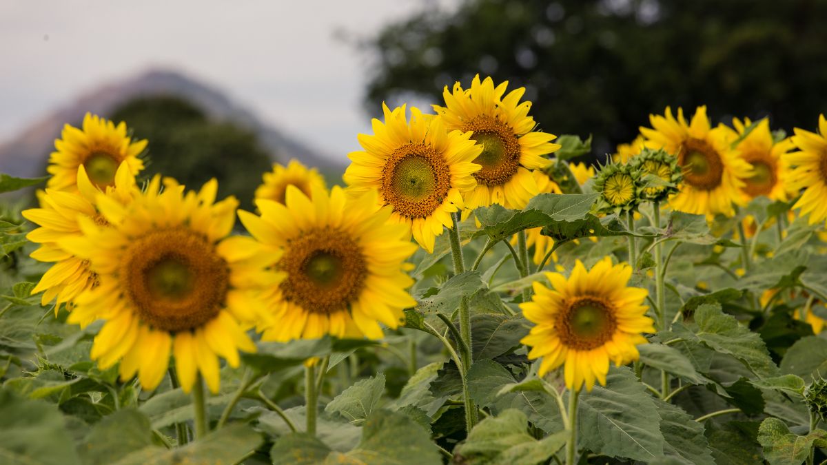 It Was All Yellow! Sunflowers Blooming Near National Highway 766 In Variyad Is Luring Visitors