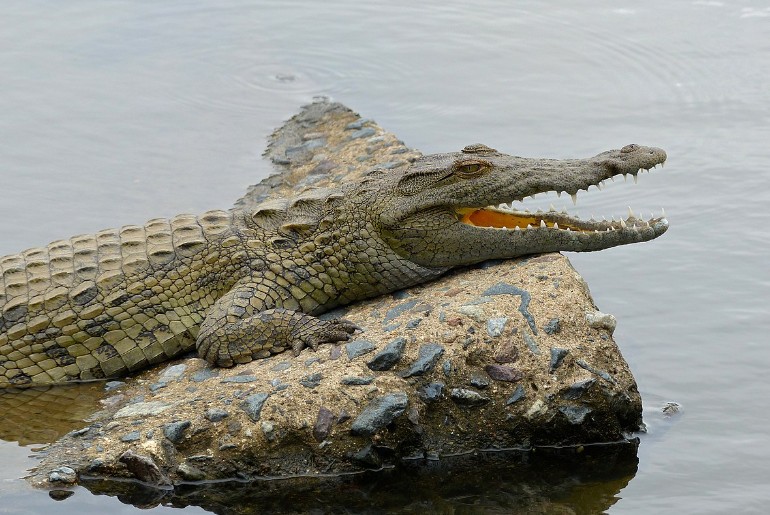 Nile Crocodile