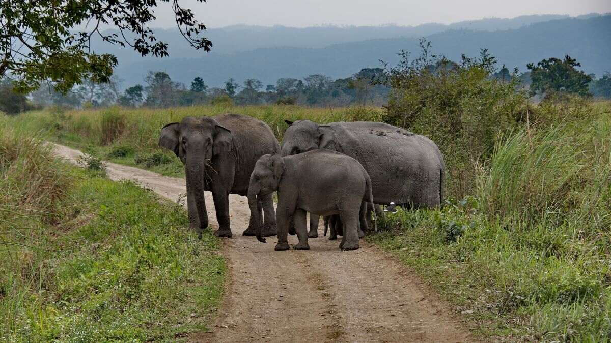 No Safaris At Kaziranga National Park On These Days As Gaj Utsav 2023 Is On In Full Swing