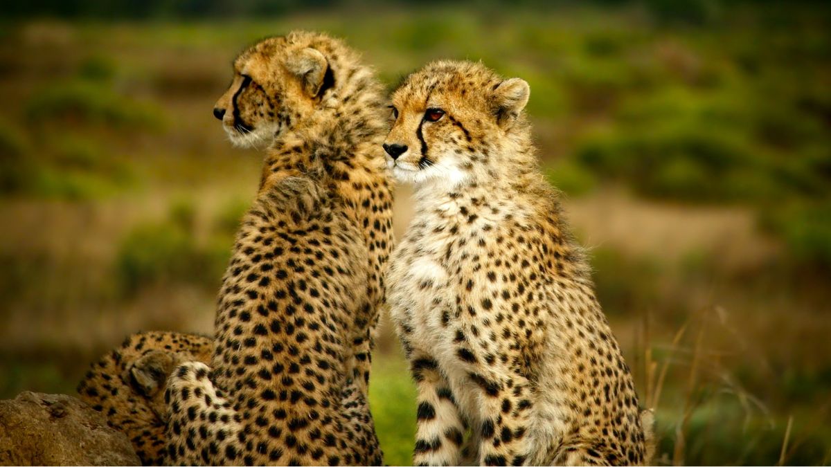 Say Hello To Aasha, Nabha, & More Cheetahs That Have Come To India And Now Have Desi Names
