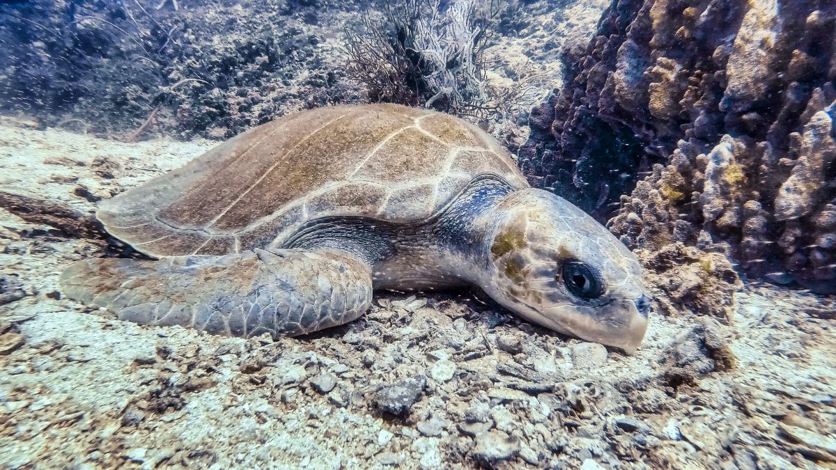 Good News! Olive Ridley Turtles Sighted At Goa Beaches During The Day Too