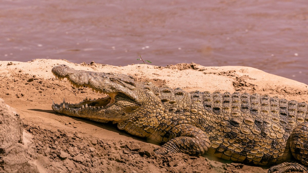 People, Dubai Crocodile Park Housing 200+ Nile Crocodiles To Open This April!