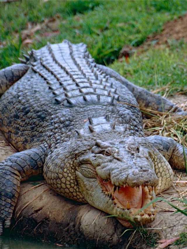 Croc
