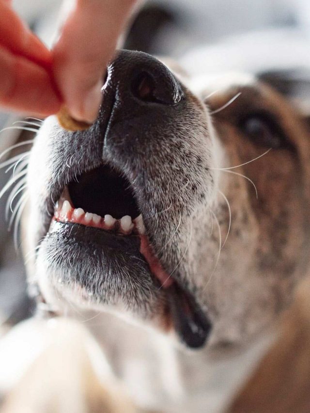 Dogs (1) (1)