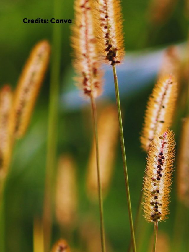 Millets