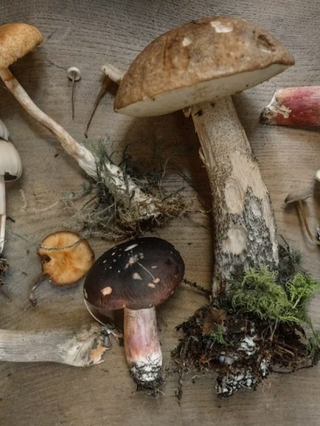 Mushrooms