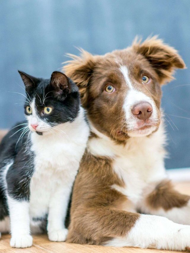 cropped-Pets-2.jpg