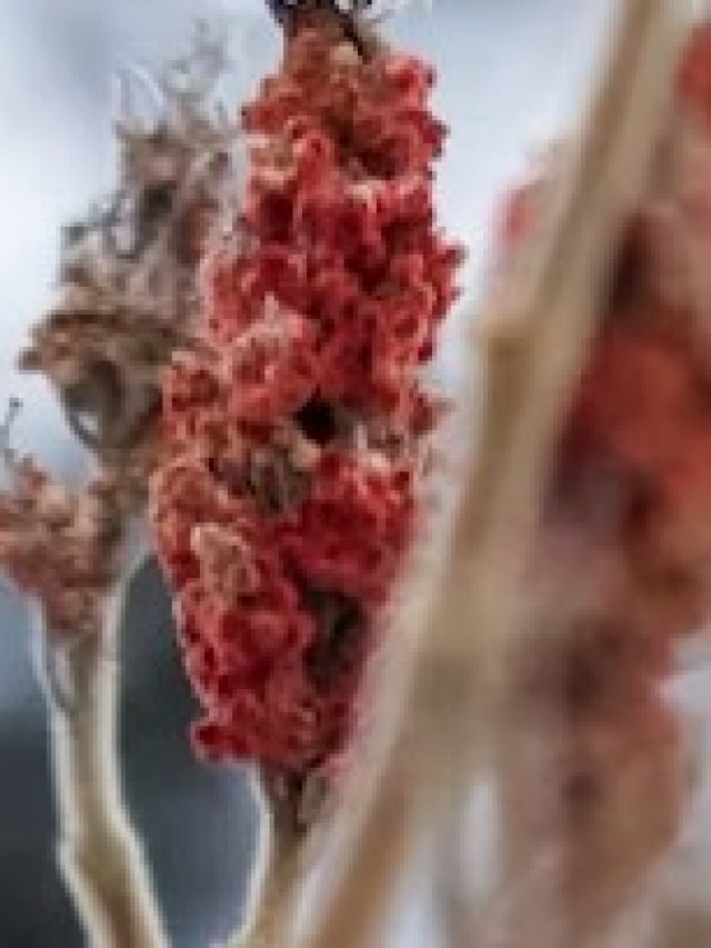 What Is Sumac? 6 Dishes You Can Make With This Middle Eastern Spice Blend!
