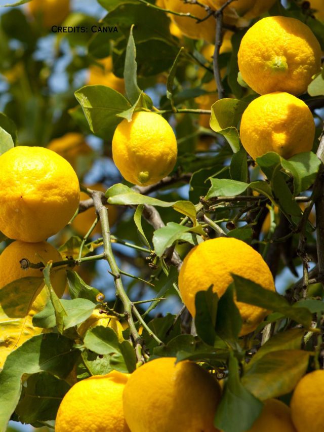 9 Types Of Lemons You Should Know Of!