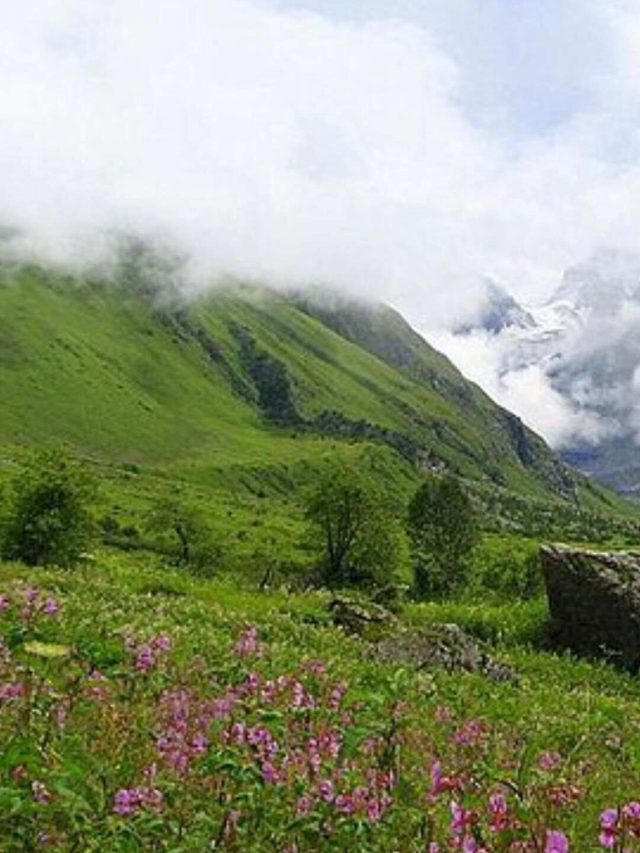 Valley of Flowers (2)