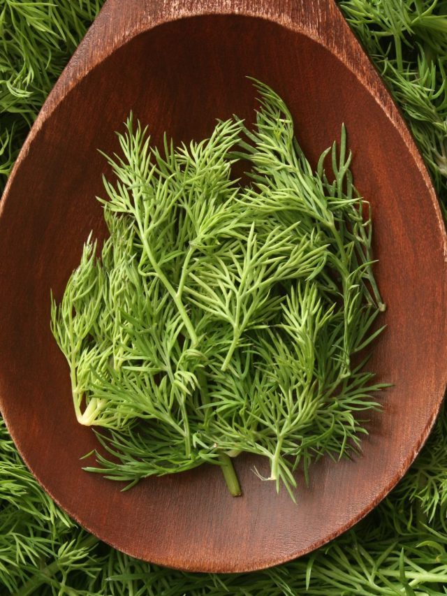 dill 1