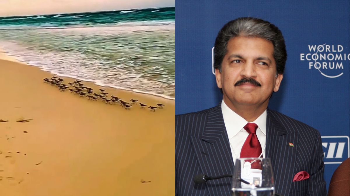 Anand Mahindra Shares Video Of Birds Chasing & Outracing Waves; Says Best Way To Spend Sunday