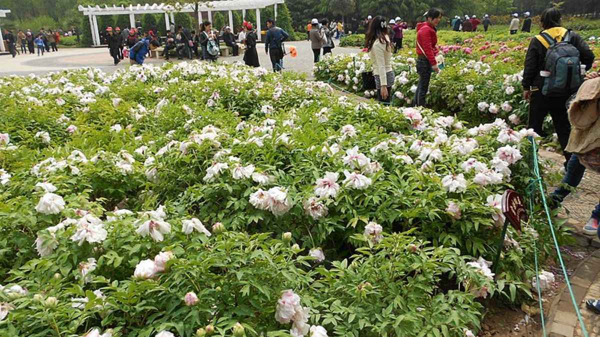 A Sea Of Peonies Await Visitors At China’s 32nd International Peony Cultural Tourism Festival