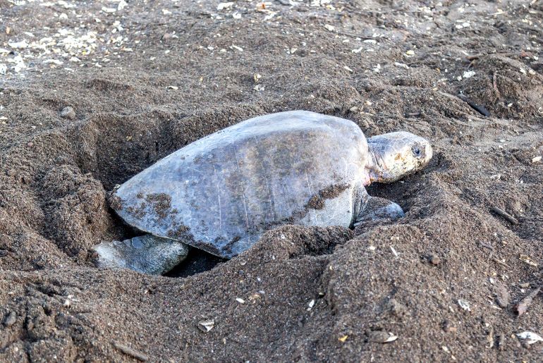 Olive Ridley turtles