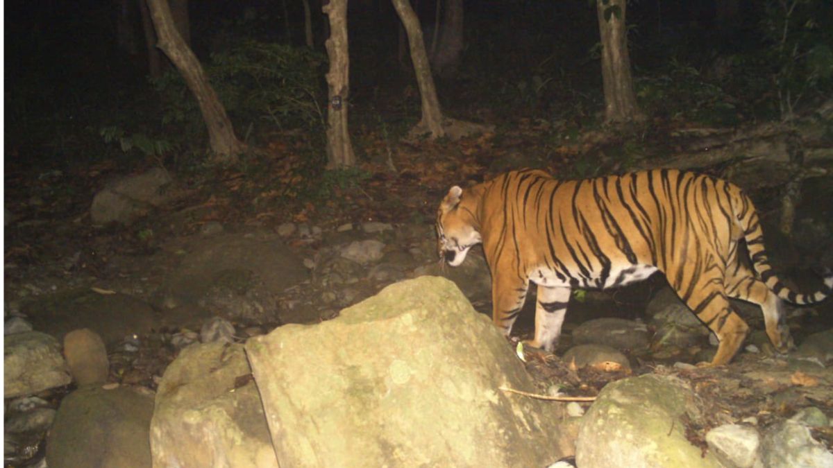 Tiger Spotted In Bengal’s Mahananda Sanctuary After 20 Years; Forest Officer Shares Pic