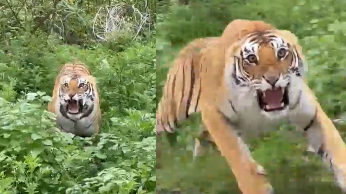Viral Video: Tiger Growls And Tries To Chase Tourist Vehicle Near Jim Corbett National Park 