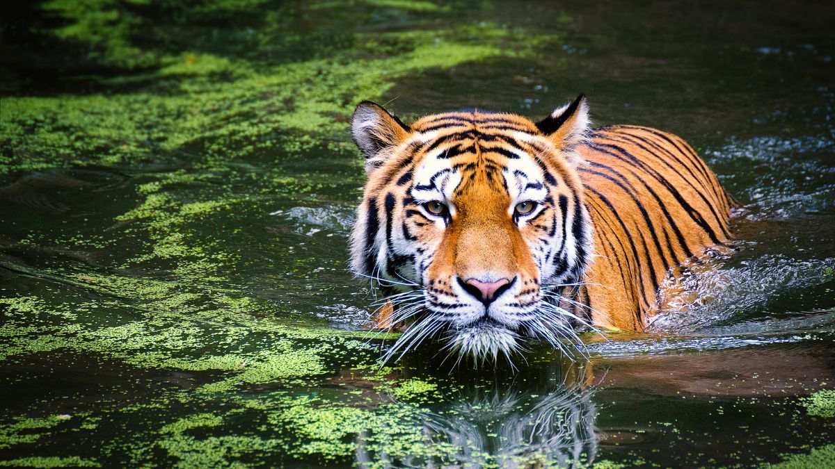 These Are The “Excellent” Tiger Reserves In India; Kerala Tops But What About North East?