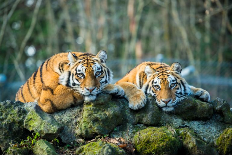 tiger reserves in india