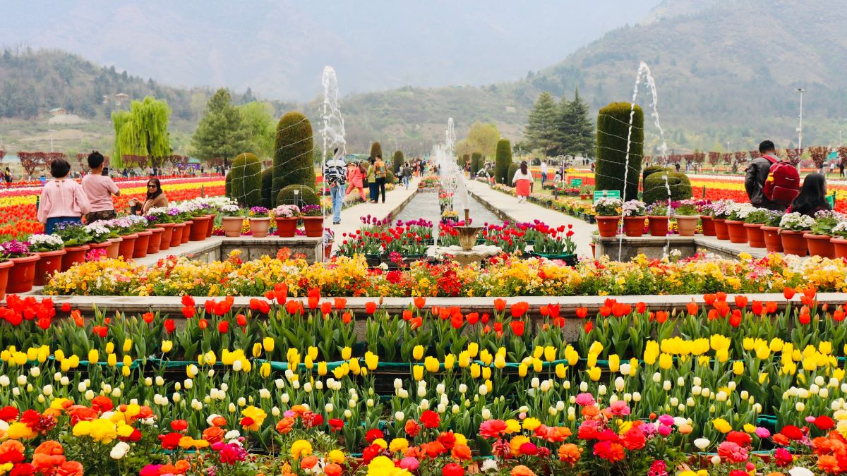 Right Next To Kashmir’s Dal Lake, 1.6 m Tulips Are Blooming. Check Out The Pics