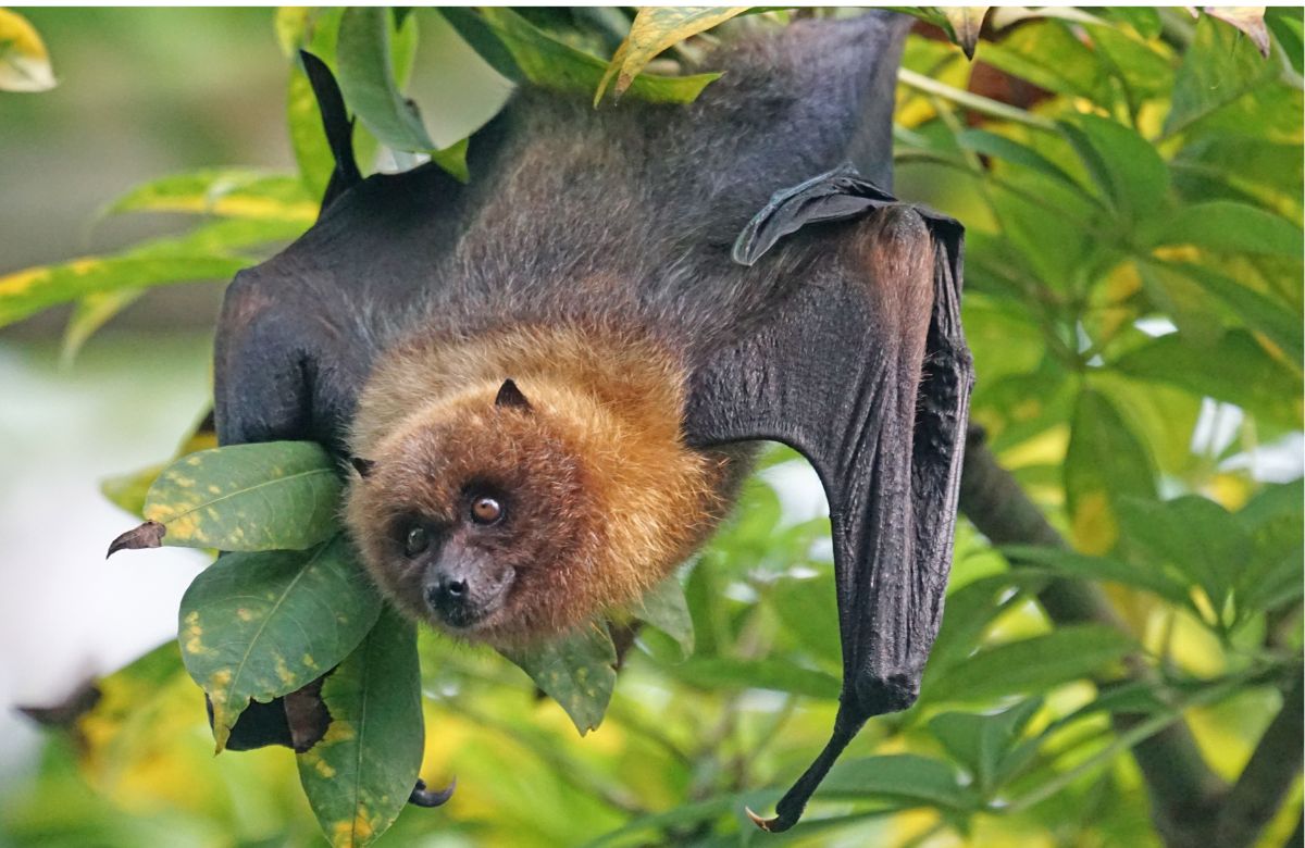 Bat Protein