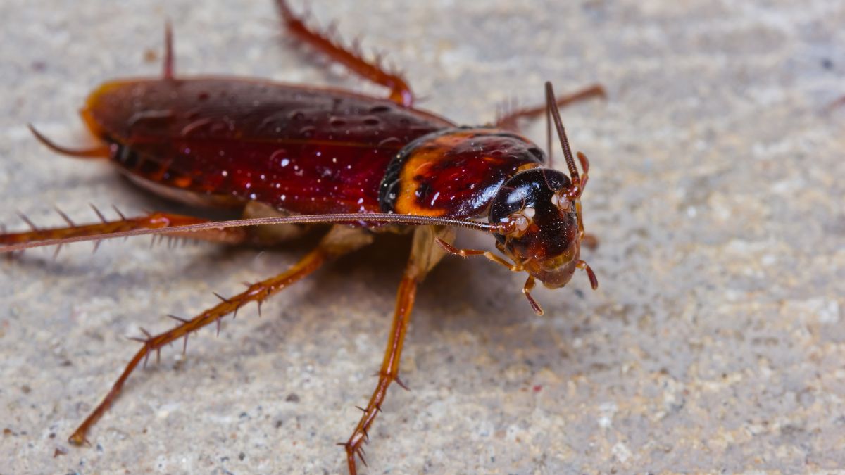 Celeb Who? The Best Dressed On Met Gala Carpet Was This Cockroach