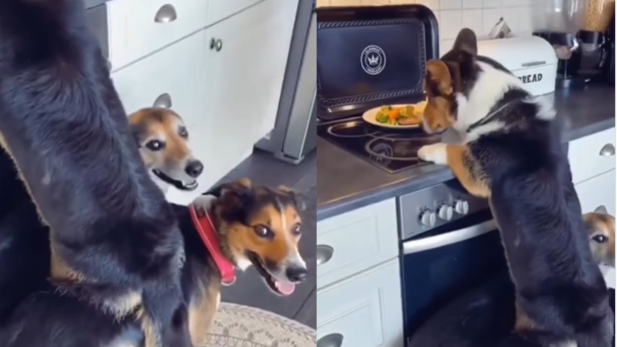 Foodie Dogs Stealing Snacks From Kitchen Counter Is The Cutest Video You’ll See Today. Watch