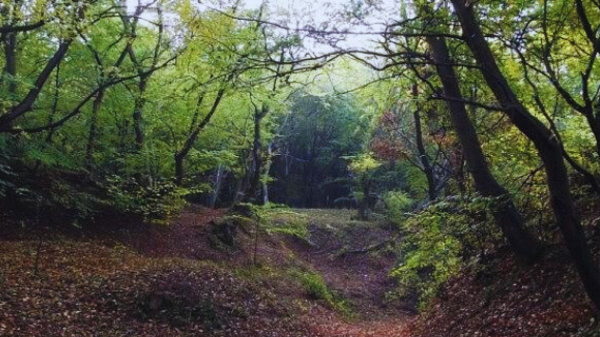 With Eerie Encounters, Paranormal Activities, This Creepy Forest Is The Bermuda Triangle Of Romania