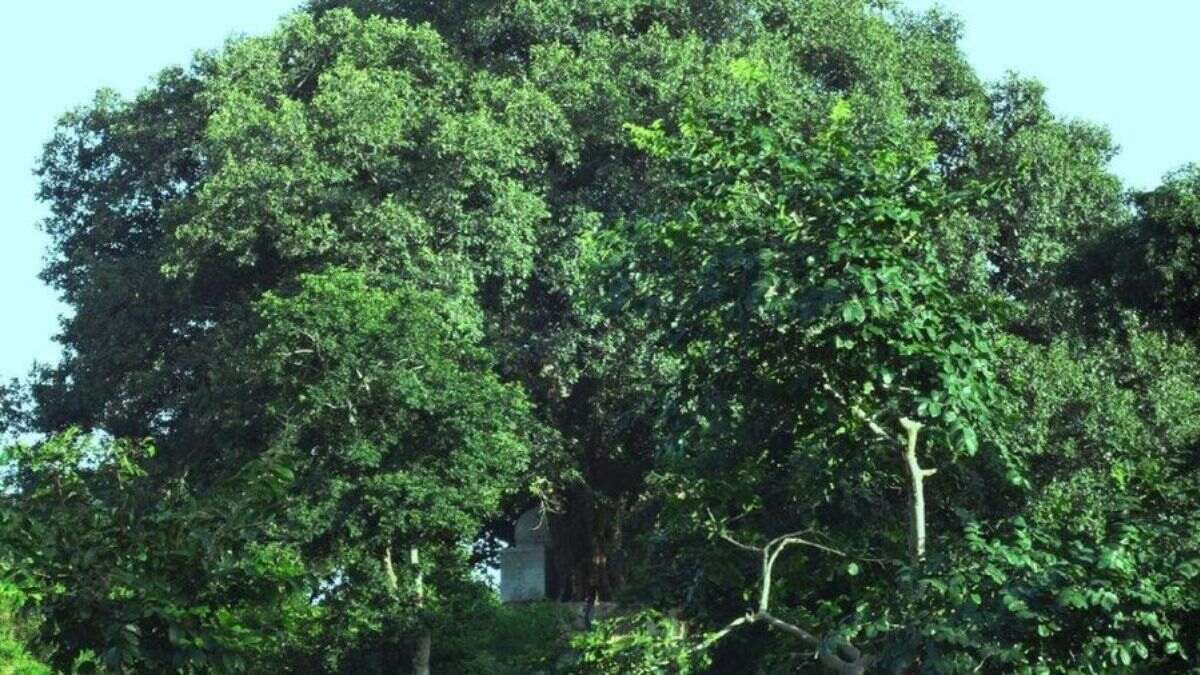 This 500-Year-Old Banyan Tree In UP’s Bulandshahr Is Now The Oldest Banyan Tree In The World
