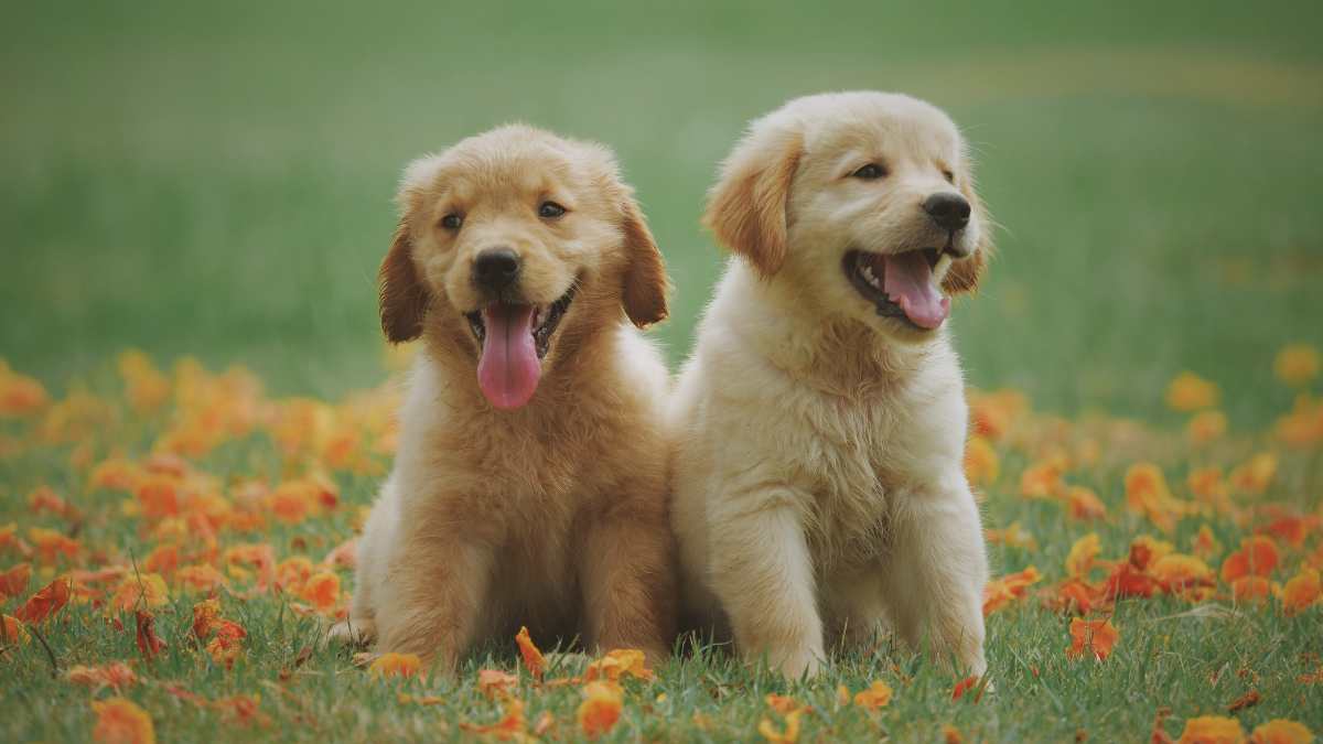 Pawdorable News! Sign Up To Be A Puppy Raiser & Help Raise Future Guide Dogs In Australia