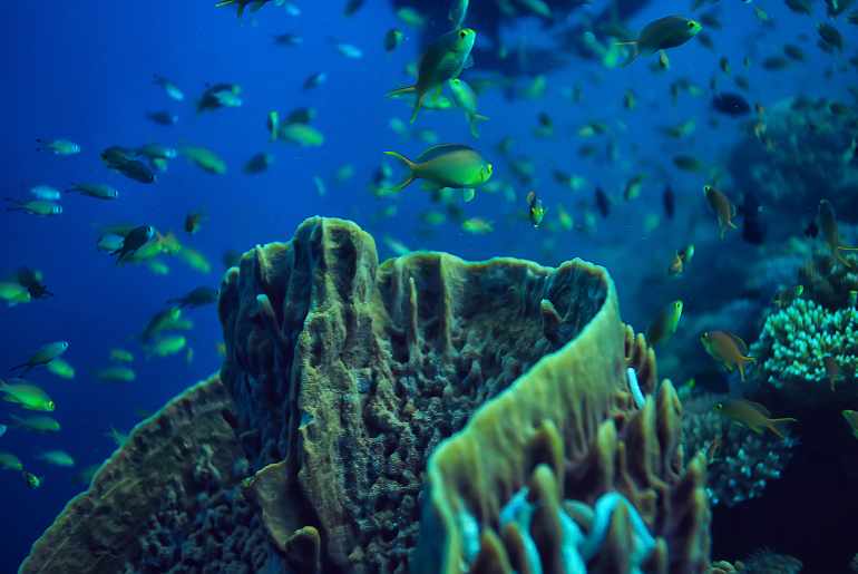 india's largest tunnel aquarium 